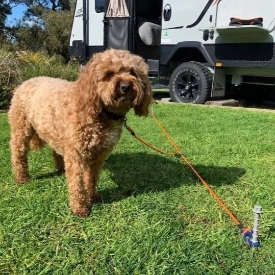 Ground zip line pet restraint - AMD Touring